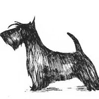 Andreas Pet Salon and Boutique